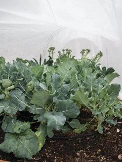 All-Purpose Garden Fabric 10 All-Purpose Garden Fabric -The Garden Shed Store 32646 7940 tif