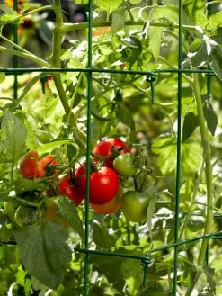 Tomato Cages, Set Of 4 10 Tomato Cages, Set Of 4 -The Garden Shed Store 34182 588 tif