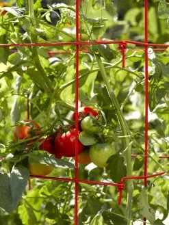 Tomato Cages, Set Of 4 9 Tomato Cages, Set Of 4 -The Garden Shed Store 34182 592