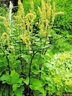 Essex Plant Supports 11 Essex Plant Supports -The Garden Shed Store 37423 200 tif