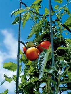 Tomato Ladders, Set Of 3 -The Garden Shed Store 38184 003E tif