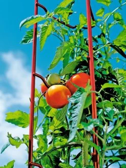 Tomato Ladders, Set Of 3 -The Garden Shed Store 38185 003E tif