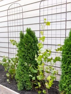 Jardin Flower Trellis 5 Jardin Flower Trellis -The Garden Shed Store 38689 6002 tif