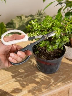 Japanese Pruning Scisssors -The Garden Shed Store 3 4 crop 8612968 0092