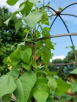 Jardin Tower -The Garden Shed Store 3 4 crop 8612997 0058