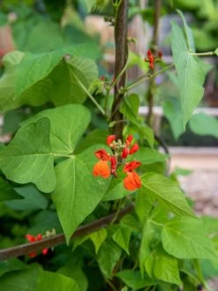 Jardin Tower -The Garden Shed Store 3 4 crop 8612997 0059