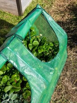 Multi Cloche -The Garden Shed Store 3 4 crop 8613213 0240