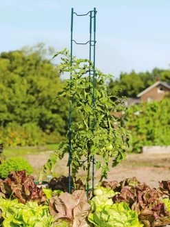Stacking Tomato Ladders, Set Of 6 -The Garden Shed Store 40309 100 tif