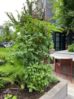 Tomato Towers, Set Of 2 -The Garden Shed Store 8587041 01IN tif