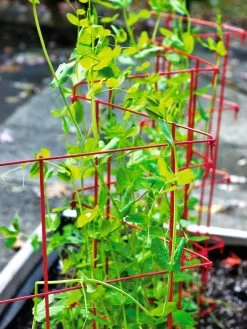 Expandable Pea Trellis -The Garden Shed Store 8587061 100 tif