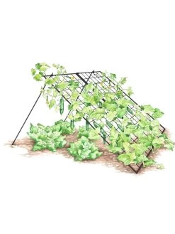 Large Cucumber Trellis