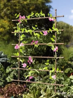 Jardin Ladder Trellis -The Garden Shed Store 8587107 083 tif