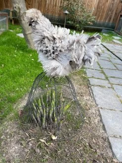 Chicken Wire Cloche 15 Chicken Wire Cloche -The Garden Shed Store 8590210 02CUST tif