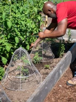 Chicken Wire Cloche With Extension -The Garden Shed Store 8590210 0442 tif