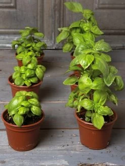 Organic Self-Watering Potting Mix, 20 Qts. -The Garden Shed Store 8592212 3979 001E tif 3