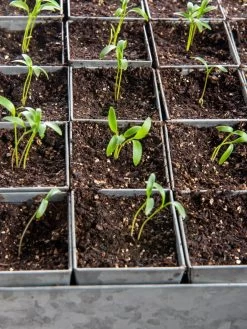 Seed Starting Mix, 9 Qts. 10 Seed Starting Mix, 9 Qts. -The Garden Shed Store 8592212 6177