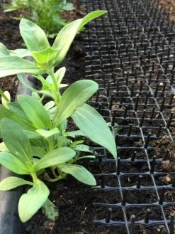 Cat Scat Mat -The Garden Shed Store 8592448 03CUST tif