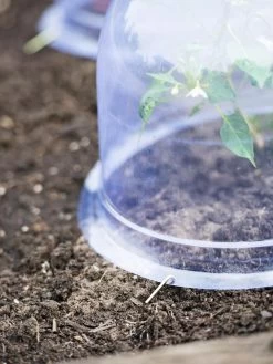 Medium Garden Cloches, Set Of 6 -The Garden Shed Store 8593985 9441 tif