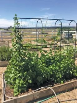 Titan Pea Tunnel -The Garden Shed Store 8596275 01CUST tif