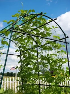 Titan Squash Tunnel 17 Titan Squash Tunnel -The Garden Shed Store 8596276 0122 tif