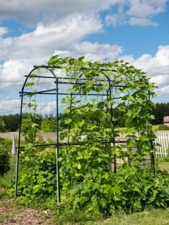 Titan Squash Tunnel 13 Titan Squash Tunnel -The Garden Shed Store 8596276 0133 tif