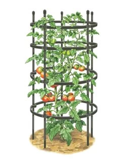 Titan Tomato Cages, Set Of 3 -The Garden Shed Store 8599861 0001 art tif