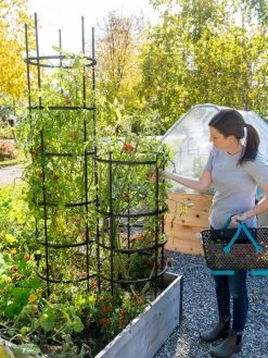 Titan Tomato Cages, Set Of 3 -The Garden Shed Store 8599861 0114 tif