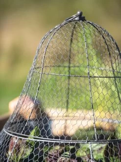 Chicken Wire Cloche With Extension -The Garden Shed Store 8600116 0607 tif