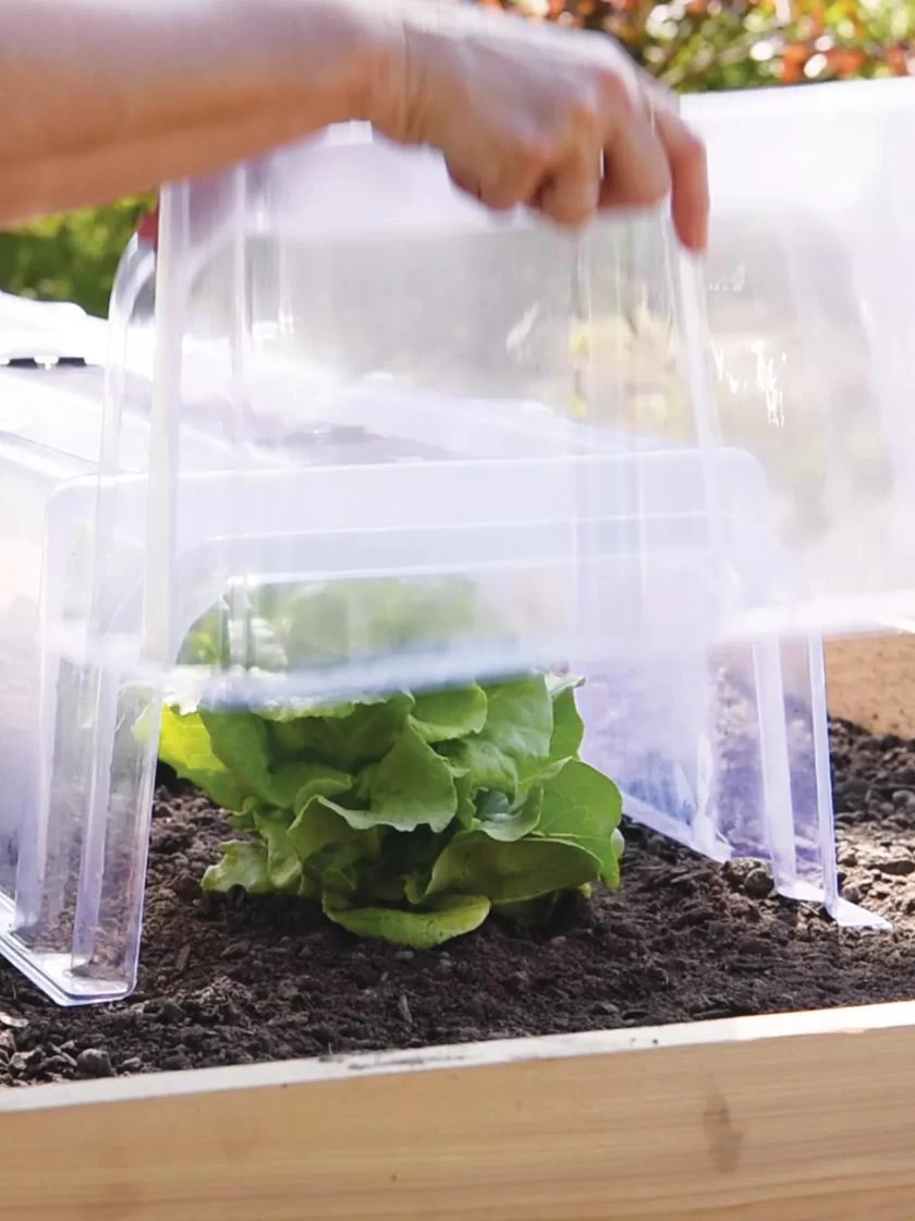 Cool Weather Row Cloche Ends, Set Of 2 2 Cool Weather Row Cloche Ends, Set Of 2 - Image 2