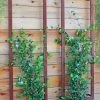 Ina Modern Wall Trellis Sr.