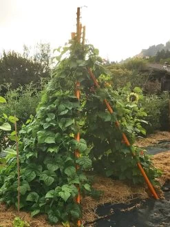 Annabel Tipi Trellis -The Garden Shed Store 8600521 02V tif