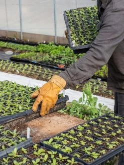 The Vermonter By Vermont Glove -The Garden Shed Store 8608918 08v