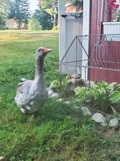 Chicken Wire Crop Coop -The Garden Shed Store 8609080 02IN tif