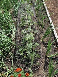 Chicken Wire Row Cloche Expandable Extra Large 3N1 10 Chicken Wire Row Cloche Expandable Extra Large 3N1 -The Garden Shed Store 8609412 5903 tif