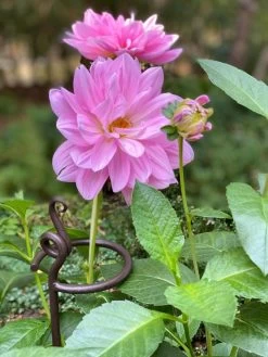 Arden Single Stem Supports, Set Of 2 7 Arden Single Stem Supports, Set Of 2 -The Garden Shed Store 8610375 5703 tif