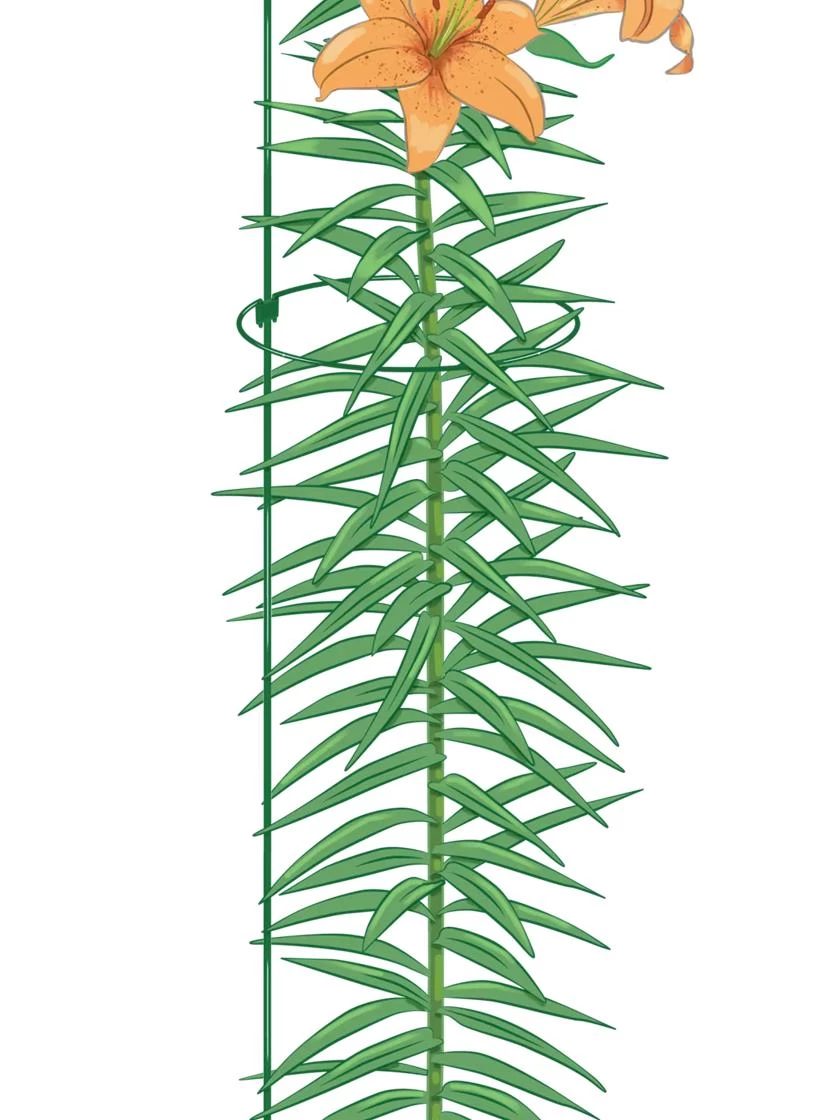 Peacock Mini Plant Support Rings 8", Set Of 2 2 Peacock Mini Plant Support Rings 8", Set Of 2 - Image 2