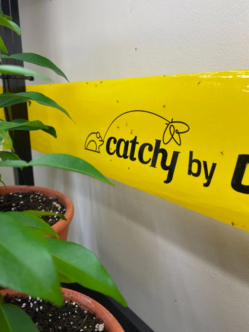 Catchy Natural Greenhouse Pest Protection Sticky Roll, 30’ 1 Catchy Natural Greenhouse Pest Protection Sticky Roll, 30’