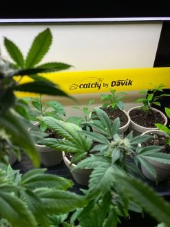 Catchy Natural Greenhouse Pest Protection Sticky Roll, 30’ 7 Catchy Natural Greenhouse Pest Protection Sticky Roll, 30’ -The Garden Shed Store 8611979 8004