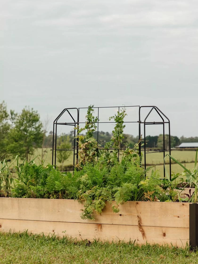 Zenith Trellis 2 Zenith Trellis - Image 2