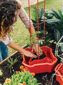 Deluxe Tomato Halos, Set Of 2 12 Deluxe Tomato Halos, Set Of 2 -The Garden Shed Store 8612045 135 tif