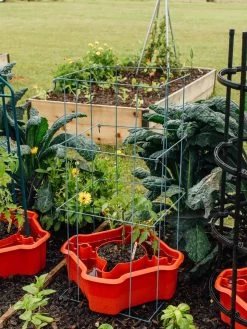 Deluxe Tomato Halos, Set Of 2 15 Deluxe Tomato Halos, Set Of 2 -The Garden Shed Store 8612045 226 tif