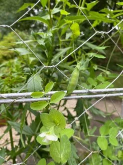 Chicken Wire Pea Trellis -The Garden Shed Store 8612718 7307