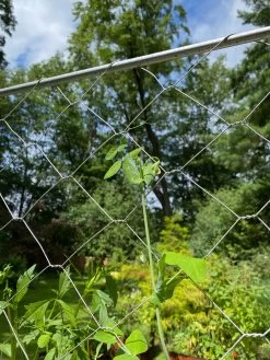 Chicken Wire Pea Trellis -The Garden Shed Store 8612718 7311