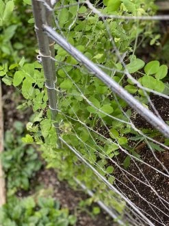 Chicken Wire Pea Trellis -The Garden Shed Store 8612718 7312