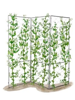 Chicken Wire Pea Trellis -The Garden Shed Store 8612718 peatrellis art chicken wire pea trellis