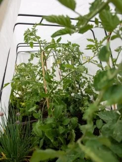 Cotton All Purpose Garden Cover -The Garden Shed Store 8612815 0039 tif