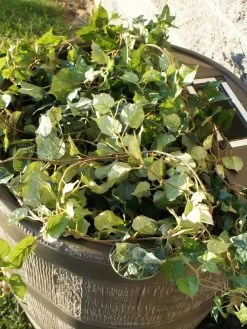 Round Rain Barrel With Planter, 35 Gallons -The Garden Shed Store 8612856WALNT 03V tif