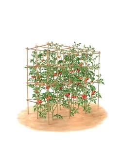 Tomato Six Pack Support 15 Tomato Six Pack Support -The Garden Shed Store 8613143 art flat