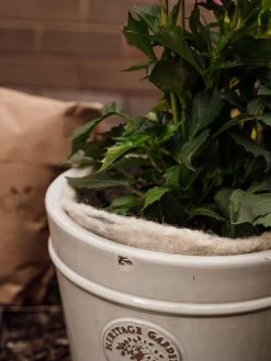 Hortiwool ®, 5 Pad Pack 14 Hortiwool ®, 5 Pad Pack -The Garden Shed Store 8613263 17v