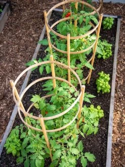 Bamboo Tomato Cages, Set Of 3 -The Garden Shed Store 8613426 6916